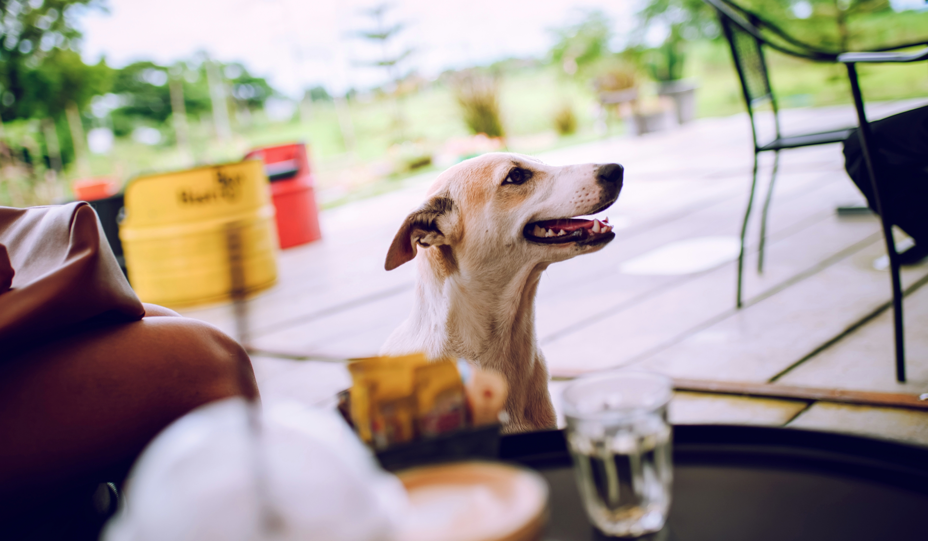 Three-quarters of parents want to go out for dinner without their children 2
